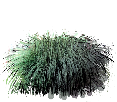 Pampas Grass